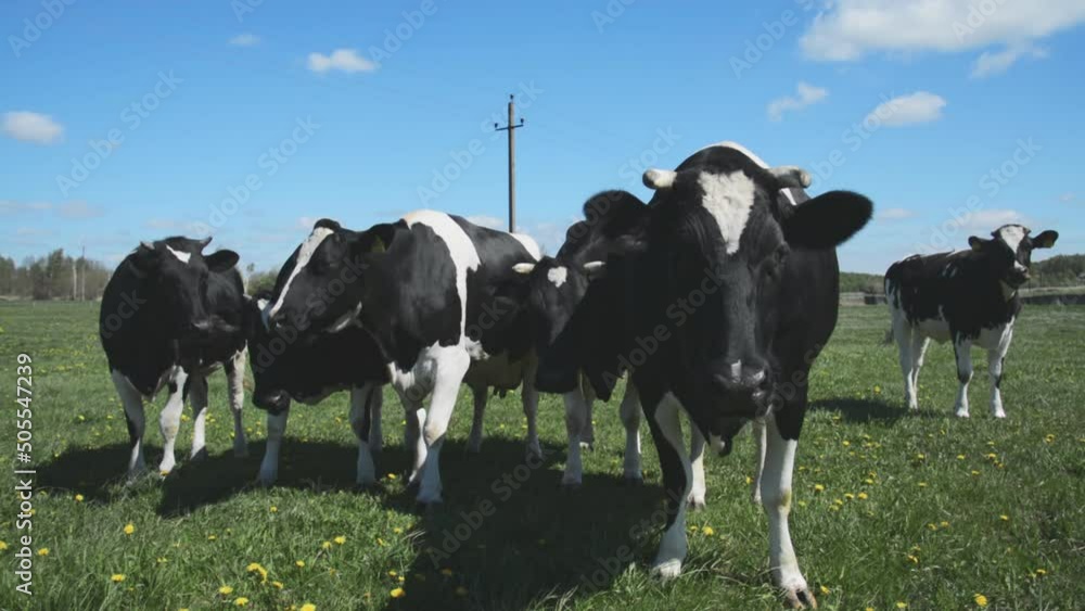 a herd of cows in a meadow in a Russian village a herd of cows in a meadow in a Russian village
