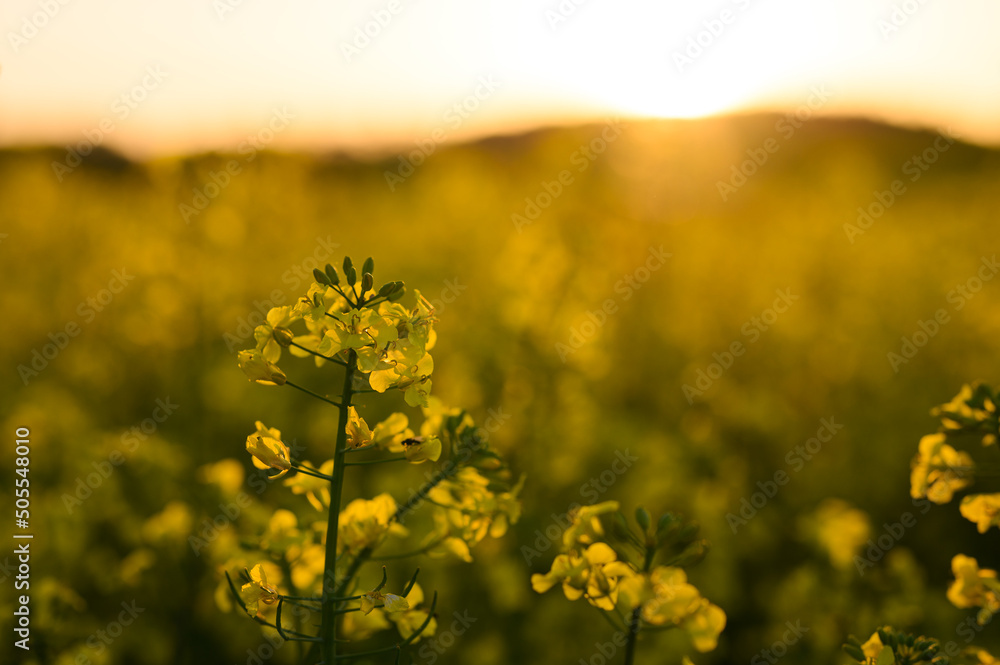Yellow rape flower with sunset background