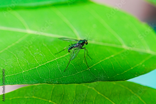 Closeup of a long-legged fly on a green leaf photo