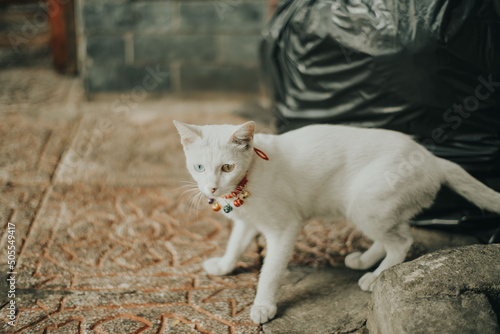 Fototapeta Naklejka Na Ścianę i Meble -  White Khao Manee cat walking outdoors