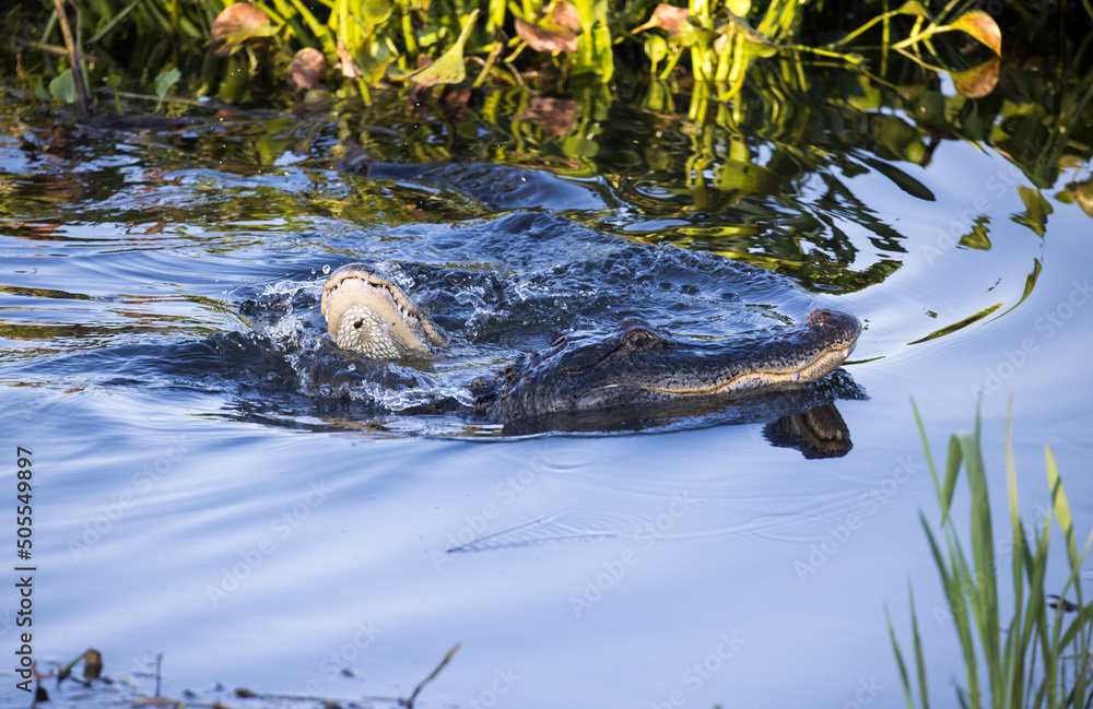 Αυτοκόλλητο Two Alligators entangled in a wetlands area in a nature preserve in Florida