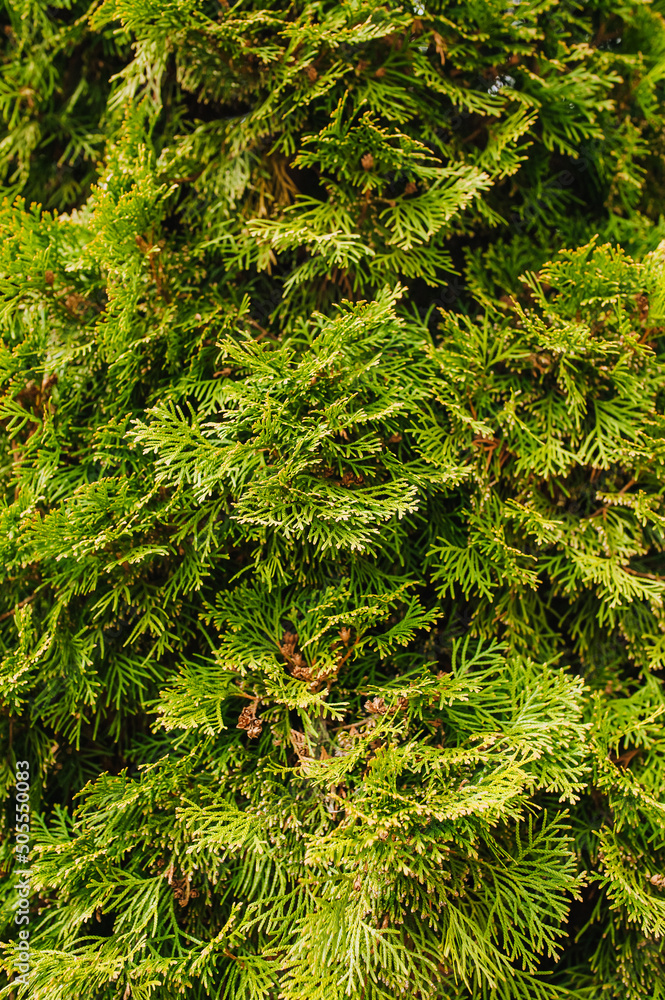 Background, texture of a green, evergreen tree, thuja bush. Photography of nature.