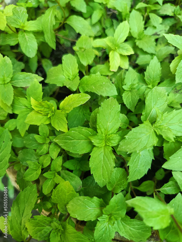 Green mint plants in garden in pot or peppemint plant photo