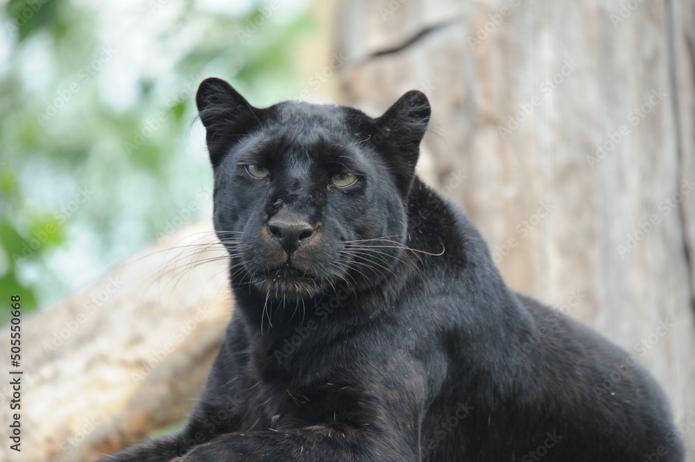 Fotografie black Panther, wild animals, cat