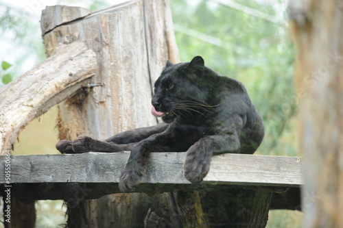 black Panther, wild animals, cat
