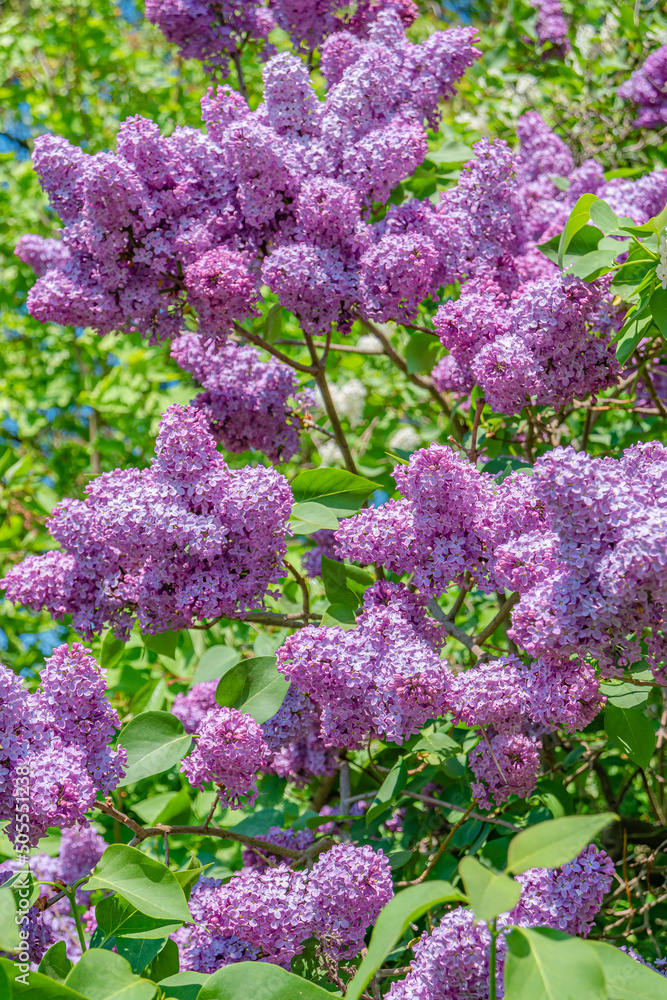 Beautiful violet and purple lilac blossom at Spring day in tropical garden, details, closeup. Beautiful violet and purple lilac blossom at Spring day in tropical garden, details, closeup.