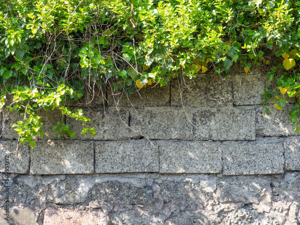 Branches on the wall of cement blocks. Nature and architecture. Plants on the wall Branches on the wall of cement blocks. Nature and architecture. Plants on the wall