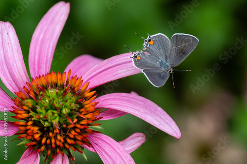 Gray hairstreak butterfly on coneflower petal