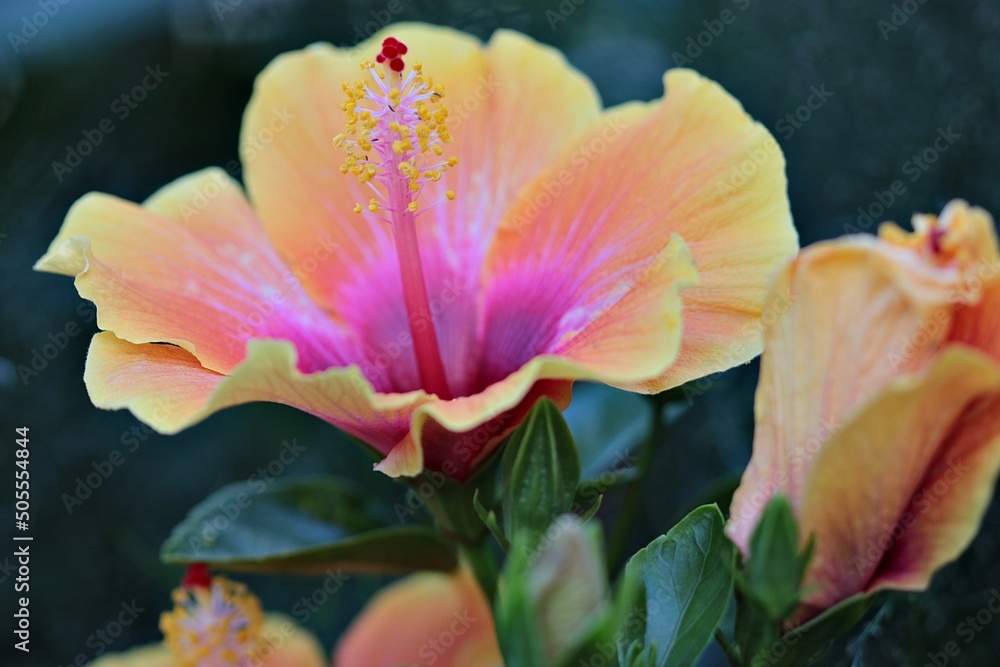 Tropical Hibiscus in a garden. It has variegated orange and pink coloring. Tropical Hibiscus in a garden. It has variegated orange and pink coloring.