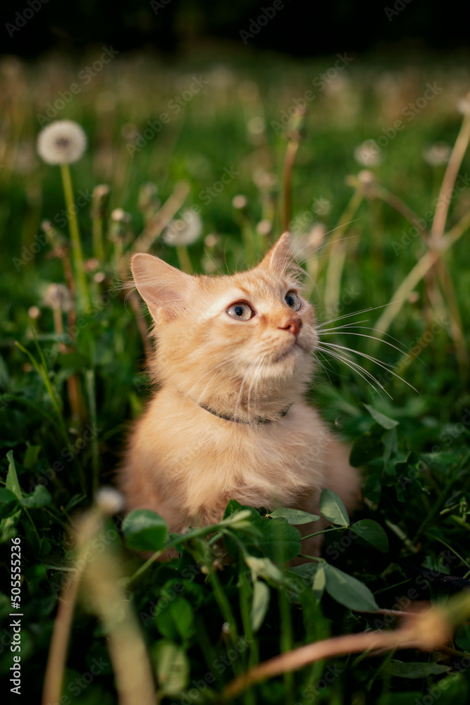 portrait of a cute ginger kitten in the park portrait of a cute ginger kitten in the park