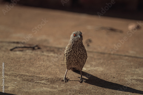 Closeup of a Hartlaub's babbler bird perching on the ground photo