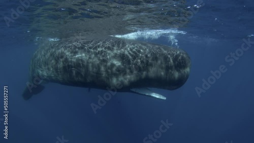 Groupe of sperm whales near the surface. Marine life in Indian ocean. Calm whales in water.  photo