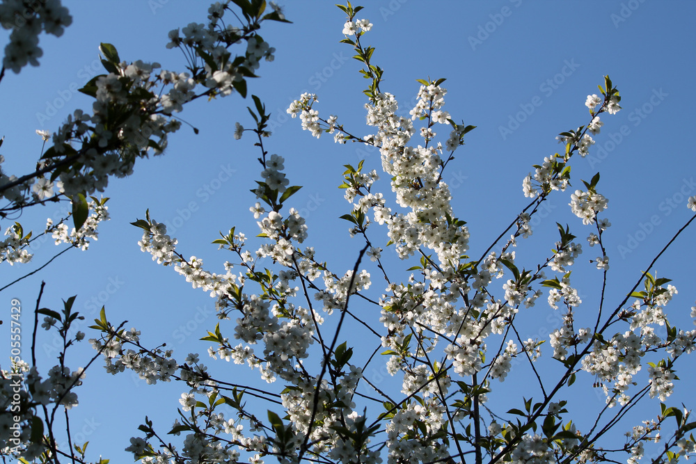 Flowering branches of cherry tree with white flowers against spring blue sky Flowering branches of cherry tree with white flowers against spring blue sky