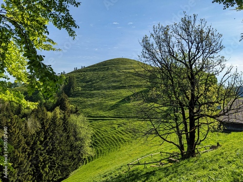 grass hill in the zurich oberland. Huttchopf above Fischenthal. Lush green meadow on which the cows graze. summit cross photo