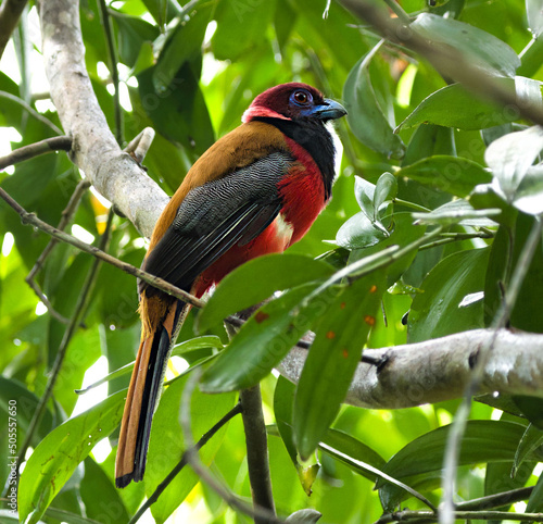 Closeup shot of a male Diard's trogon (bird's of Borneo) perched on a tree branch photo