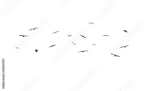 uccelli, stormo di uccelli, volare