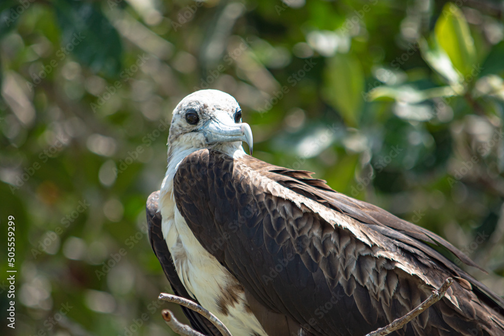 Φωτογραφία close-up of magnificent frigate bird standing on tree branch