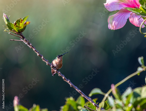 Slender Sheartail hummingbird photo