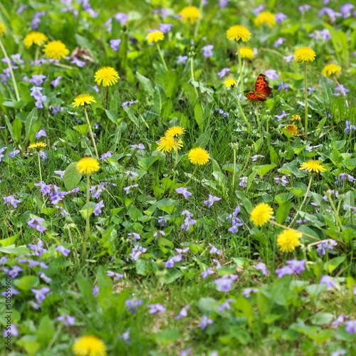 No Mow May - Overgrown weeds left to flower among the grass on a lawn in spring, to feed pollinators.