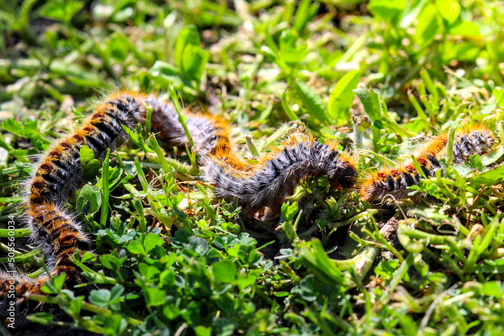 pine processionary (processionary) caterpillars (caterpillar) in the green grass (green lawn) in the flock close up (macro) - (thaumetopoea pityocampa)	