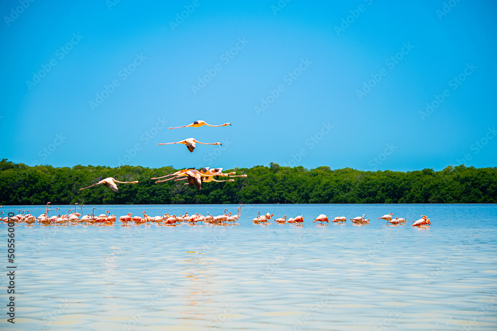 group of pink flamingos walk on a blue lake, while another group of flamingos above them.. Yucatan, Mexico