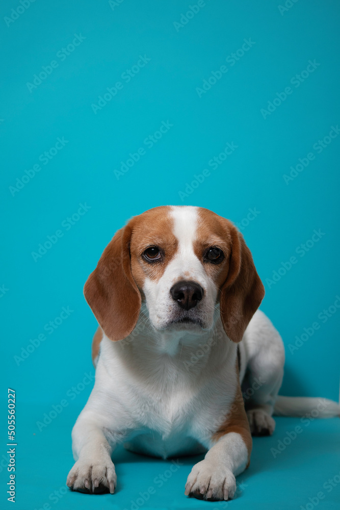 a beagle dog on blue background with copy space