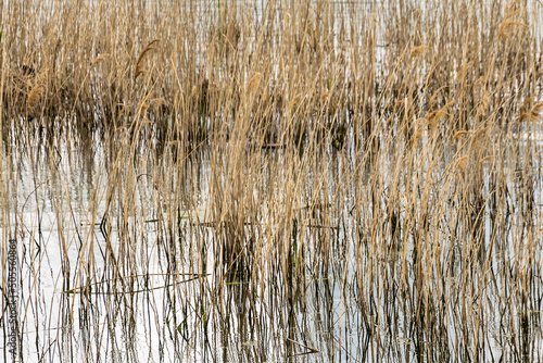 River reed and its reflection on the surface of the water