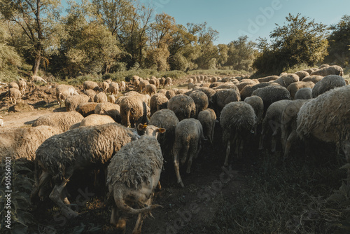 grazing herd of sheep in the region of Viti, district of Gjilan in Kosovo photo