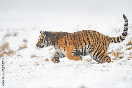 Hunting siberian tiger. Beast of pray running on the snow. Panthera tigris altaica