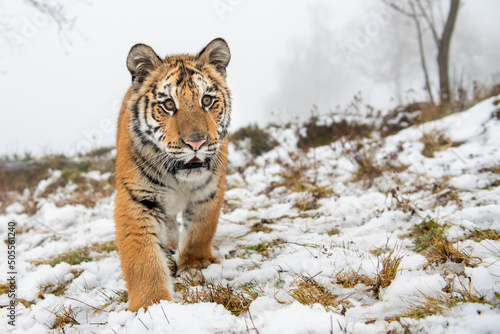 Closeup siberian tiger on snow walking front to the camera. Panthera tigris altaica