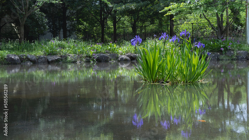 日本の池に咲くカキツバタ