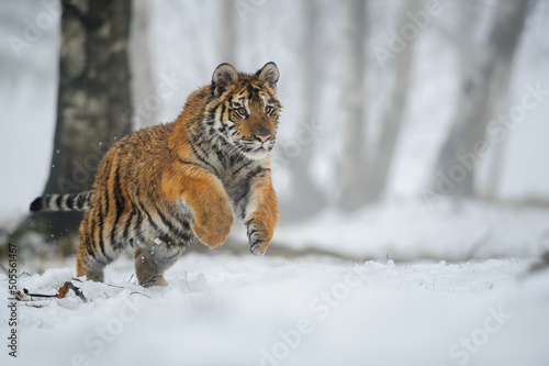 Winter shot of jumping siberian tiger in the snow forest landscape. Panthera tigris altaica photo