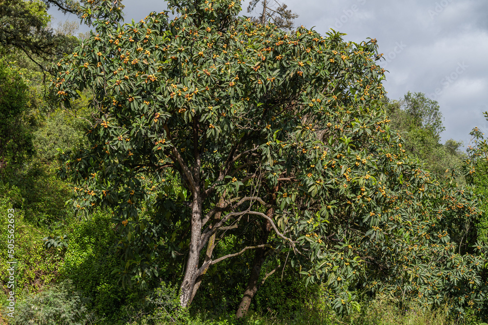 Ταπετσαρία Beautiful shot of Eriobothria japonica tree known as loquat in agricultural fiel