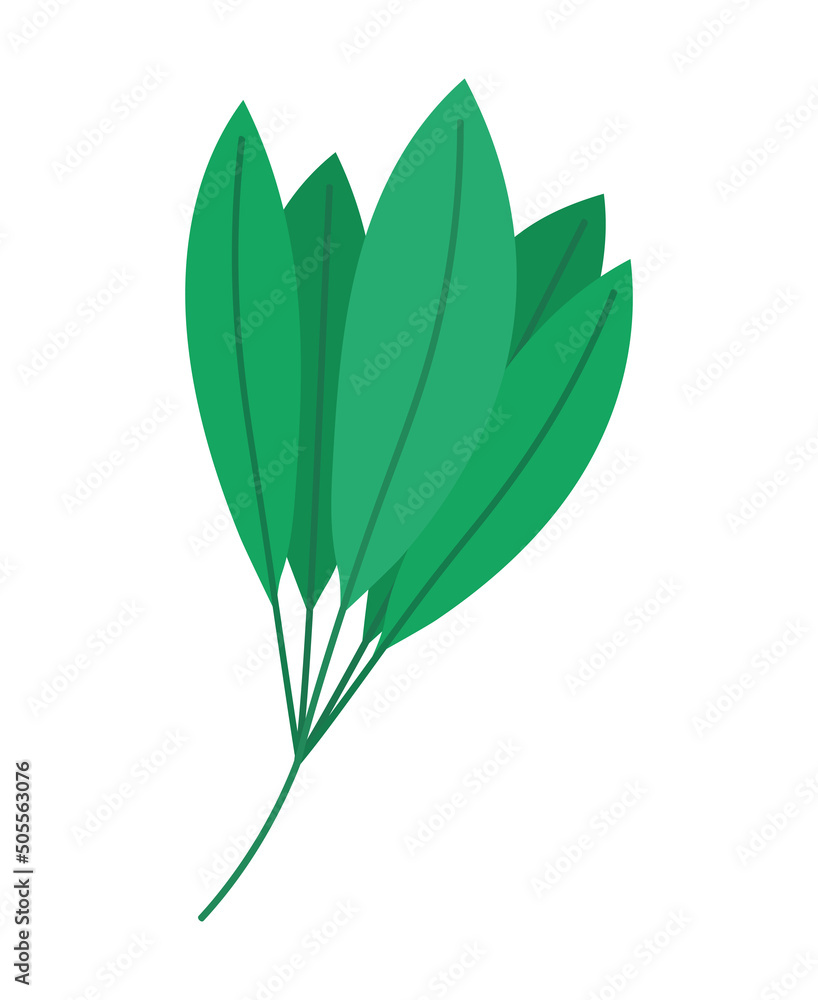 Fototapeta premium leaves on a stem