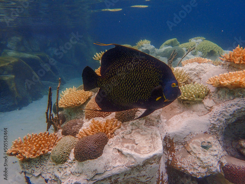 An underwater photo of a French Angelfish photo