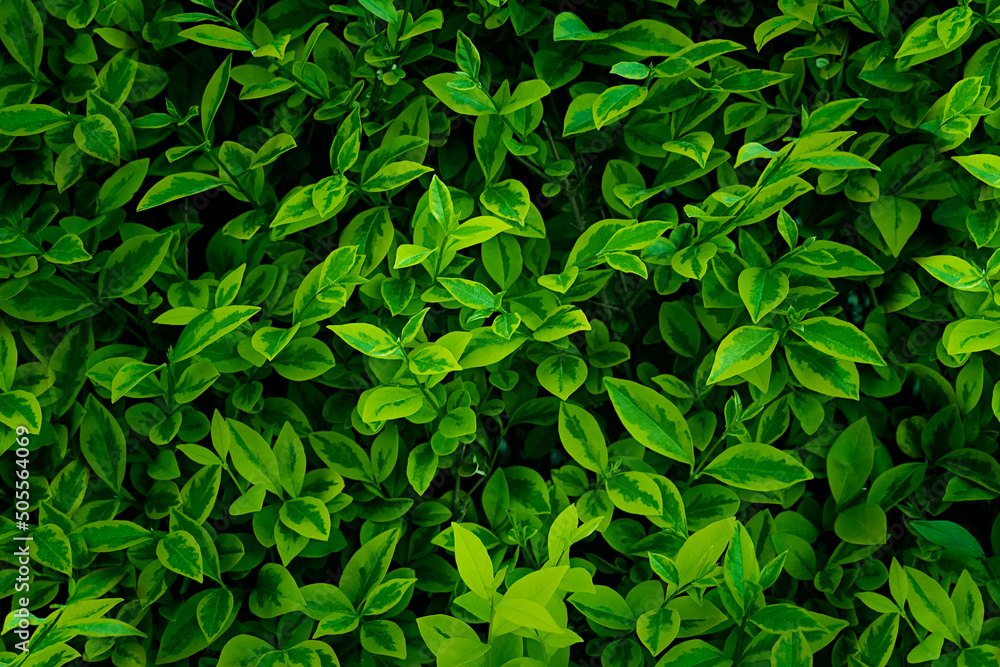 Greenery in the park, background with leaves Greenery in the park, background with leaves