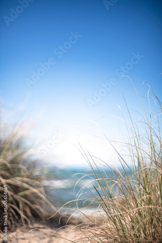 Fototapeta Naklejka Na Ścianę i Meble -  View past beach grasses to ocean and blue skies