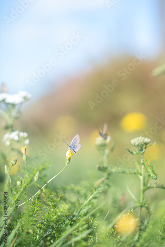 Fototapeta Naklejka Na Ścianę i Meble -  Butterflies on flowers in a summer garden 