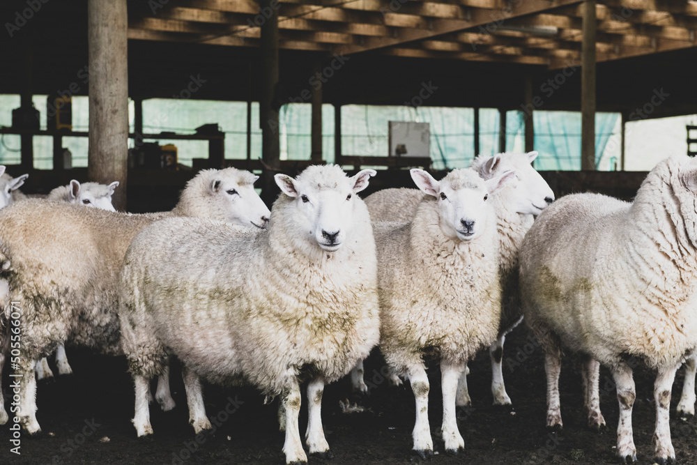 Ταπετσαρία Sheep in covered yards waiting to be shorn