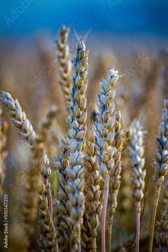 Khorasan wheat or Oriental wheat, commercially known as Kamut, is a tetraploid wheat species. photo