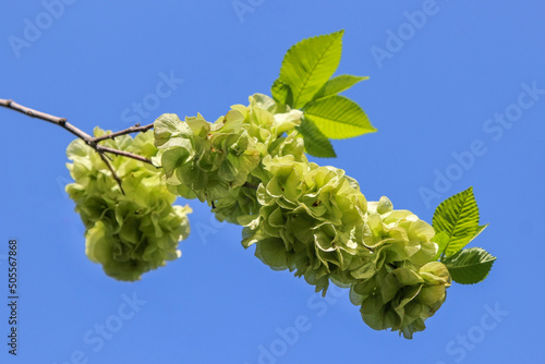 Closeup of the young leaves of the elm tree - Ulmus - in spring on blue sky background