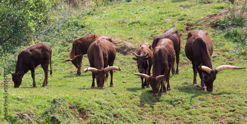 Herd of Watusi grazing photo