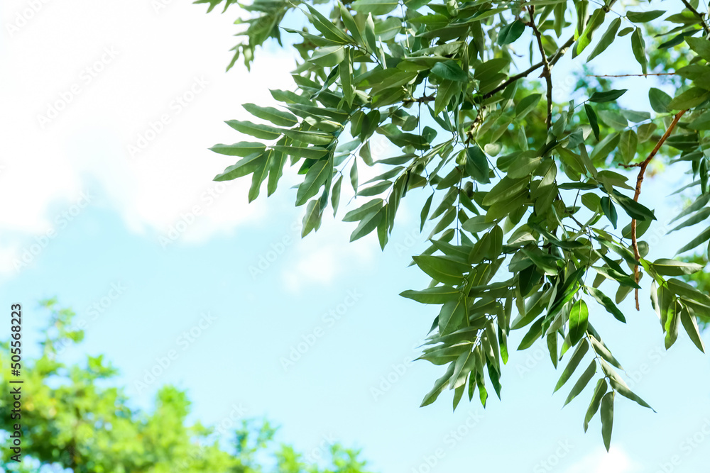 Tree branches with fresh green leaves on sky background Tree branches with fresh green leaves on sky background
