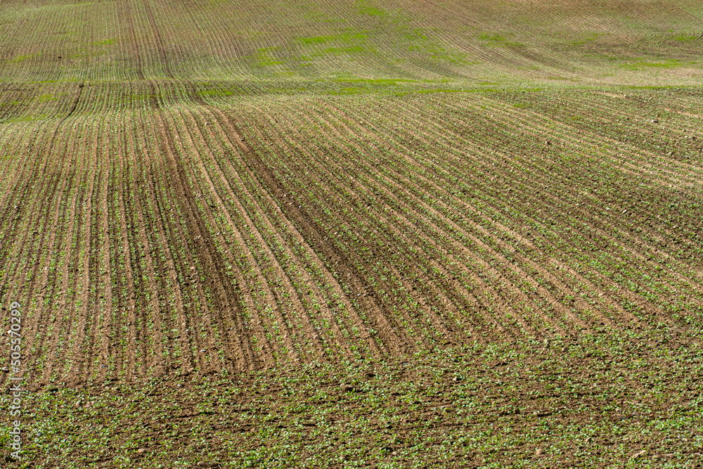 Beautiful smooth rows of plowed agricultural field. plowed field before sowing crops, barley, rye, wheat. Beautiful smooth rows of plowed agricultural field. plowed field before sowing crops, barley, rye, wheat.