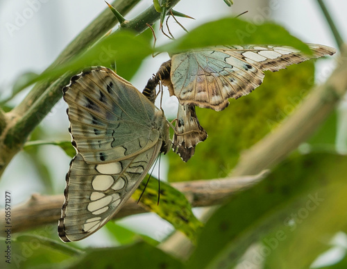 Butterflies Mating