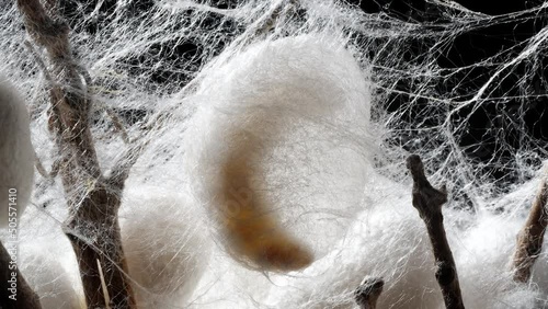 Close up of mature silkworms cocoon on twigs, 4k time lapse footage, back light studio shot,  Chinese agriculture and animal concept. photo