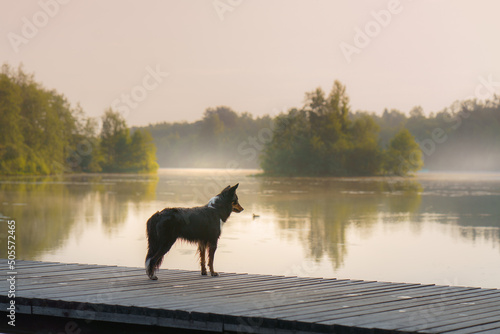 Border Collie on the pier. Walking the dog by the lake. The pet is resting in nature