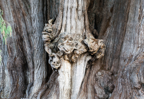 Abstract trunk close up of the famous Tule tree (Taxodium mucronatum) at Oaxaca, Mexico. Consider to be the widest tree at 14 meters diameter photo