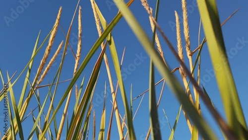 Phragmites australis. Cane. Shooting in the summer photo