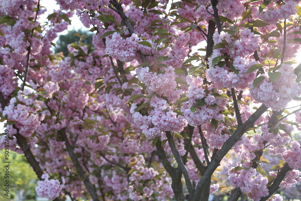 background. branches and flowers of sakura. close-up